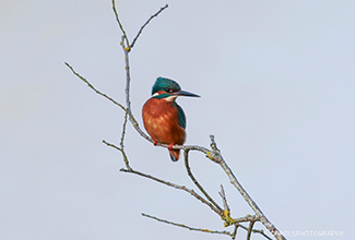 KINGFISHER (Alcedinidae)
